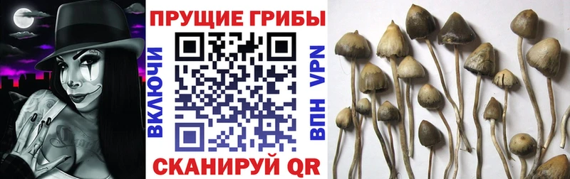 Псилоцибиновые грибы мицелий наркота Белоозёрский